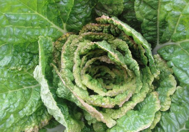 白菜主要病虫害图谱