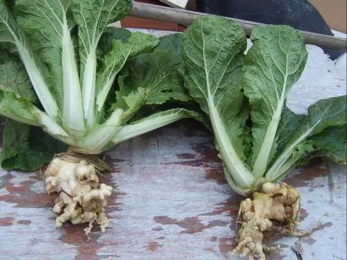 1.6白菜根肿病