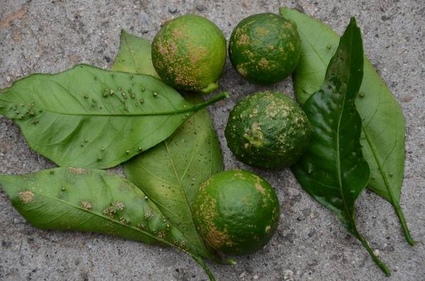 2疮痂病1.1溃疡病1,柑橘主要病害图谱