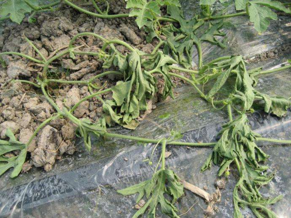 发病规律:危害症状:1.1西瓜猝倒病1.西瓜