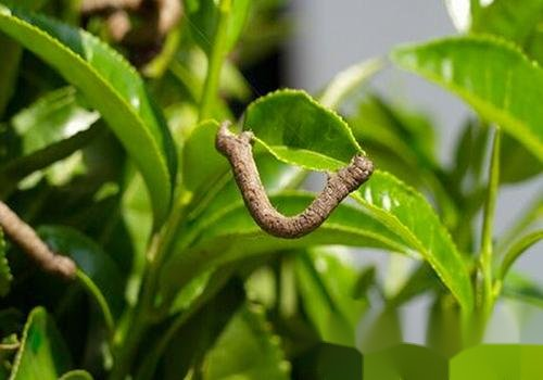 茶树主要病虫害图谱